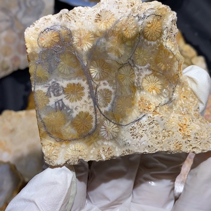 【闪购商品】未镶嵌珊瑚玉硅化玉