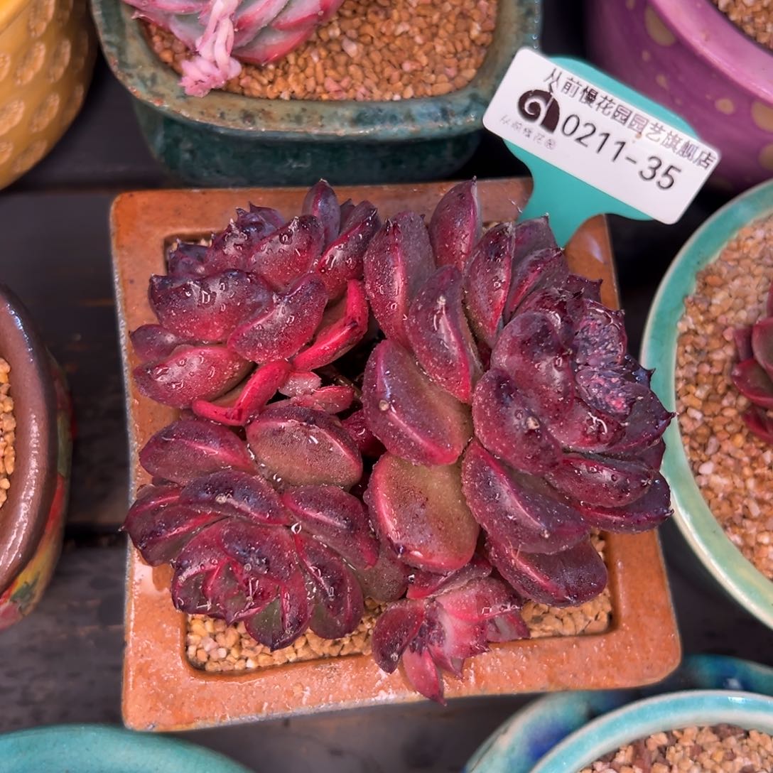 多肉一物一拍0211-35