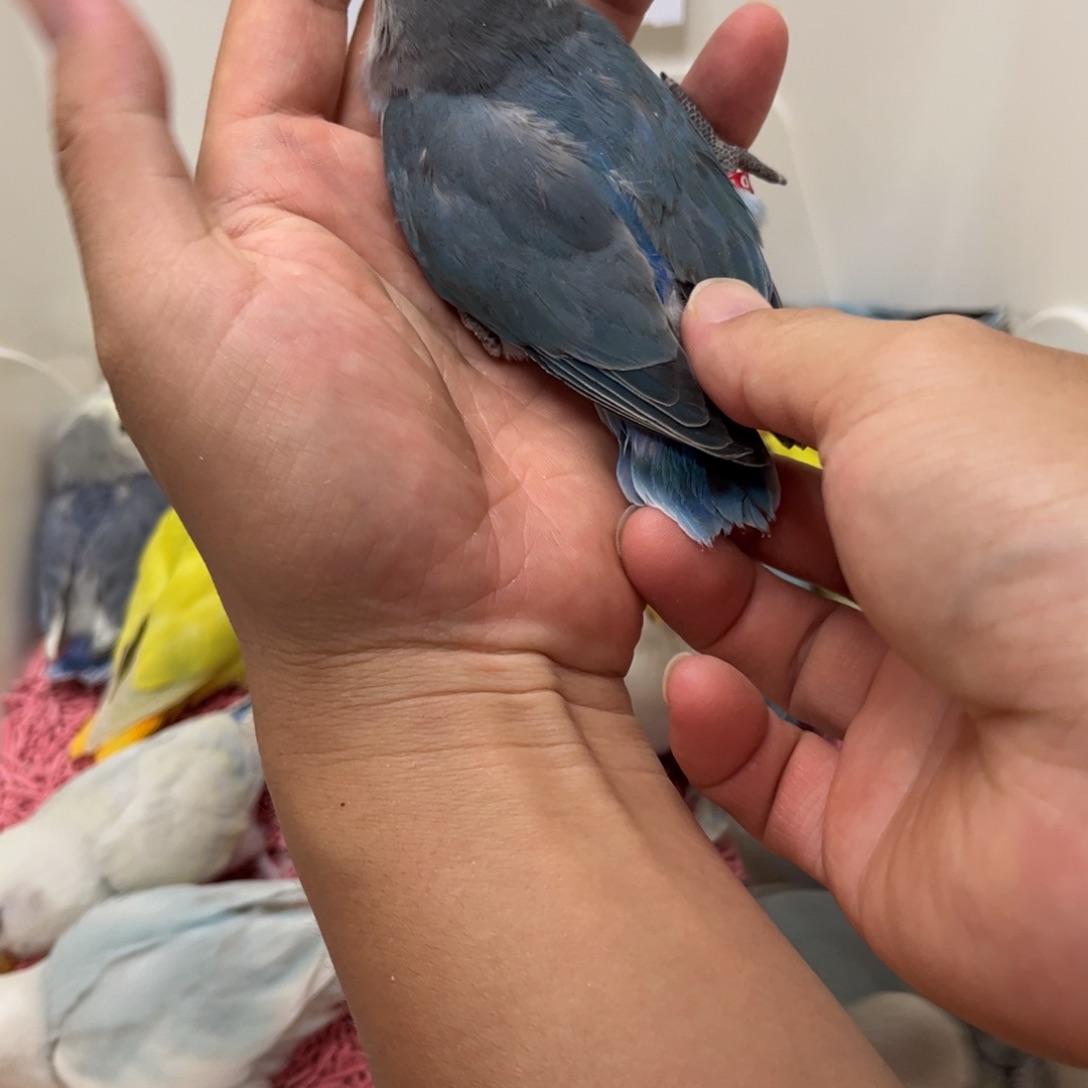 桃脸牡丹鹦鹉鹦鹉