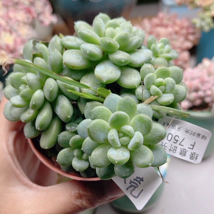 爱***壳750 百达翡翠 带陶瓷盆发货 满28包邮