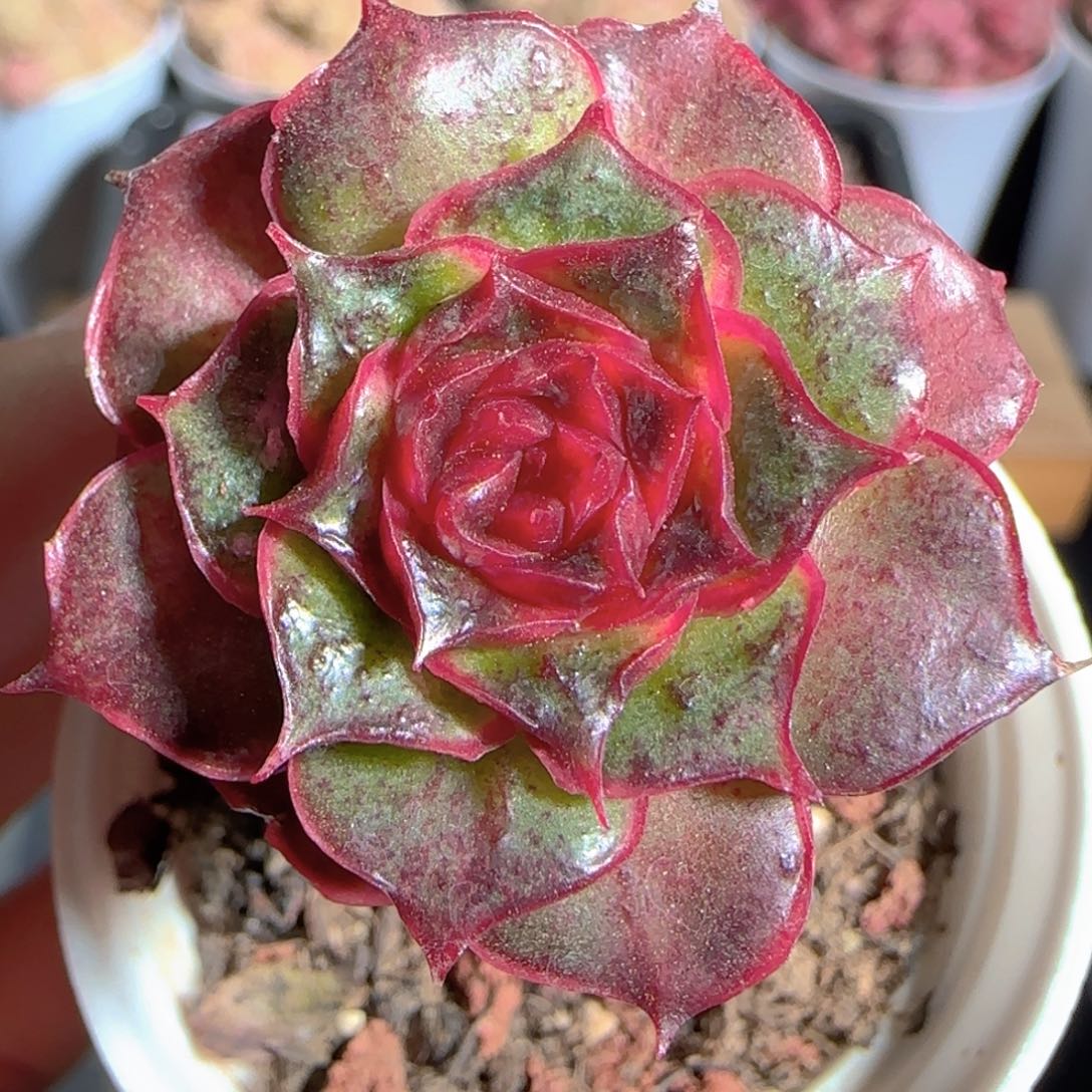 多肉1223-66青鸾青鸾