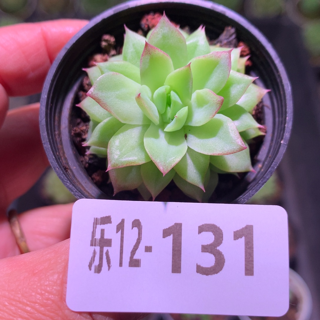 乐然12-131 女雏单头