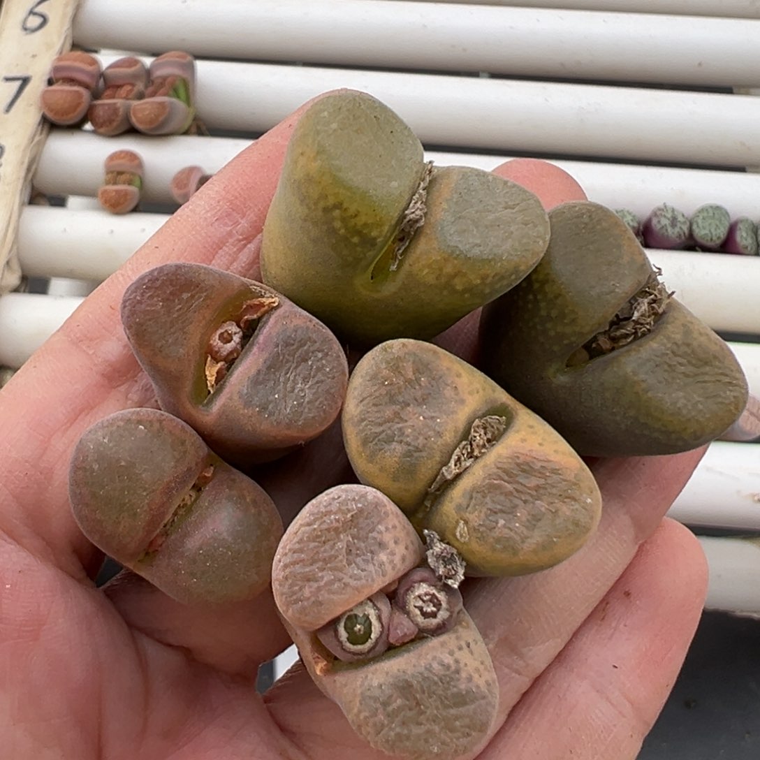 3.5好看的多肉脱土发货923