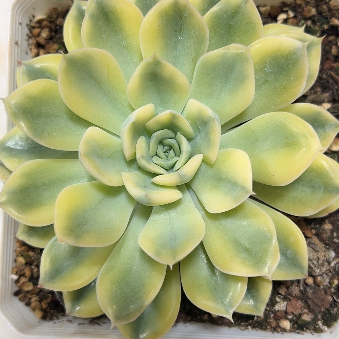 荷花锦大单头多肉植物