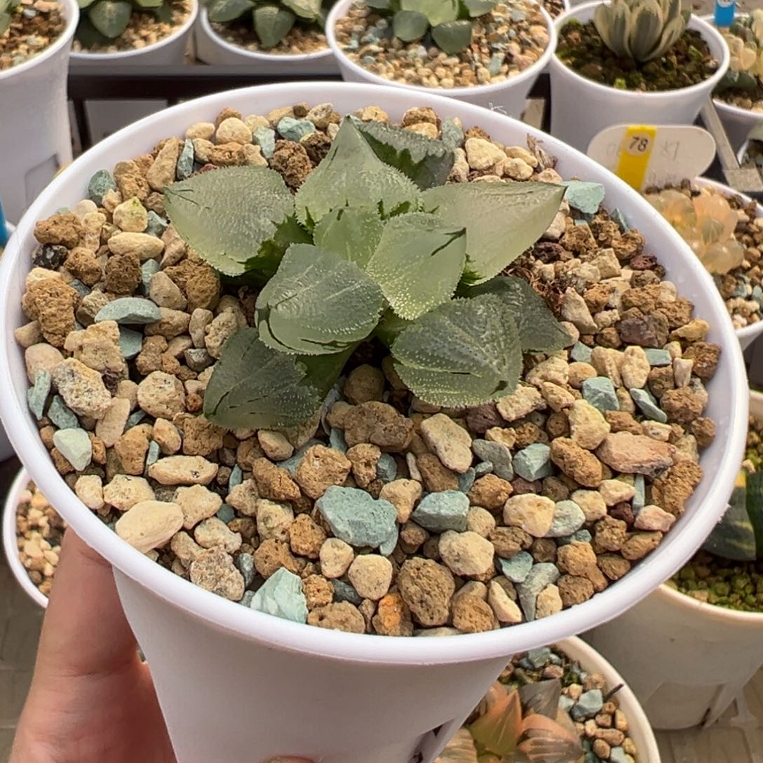 冰鸾玉11111111111111