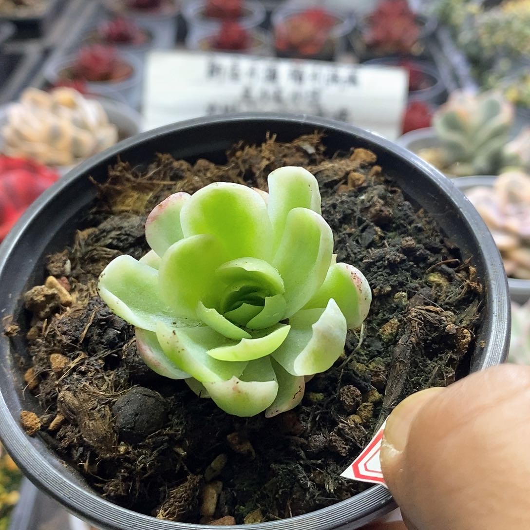 1435多肉贝瑞覆轮锦