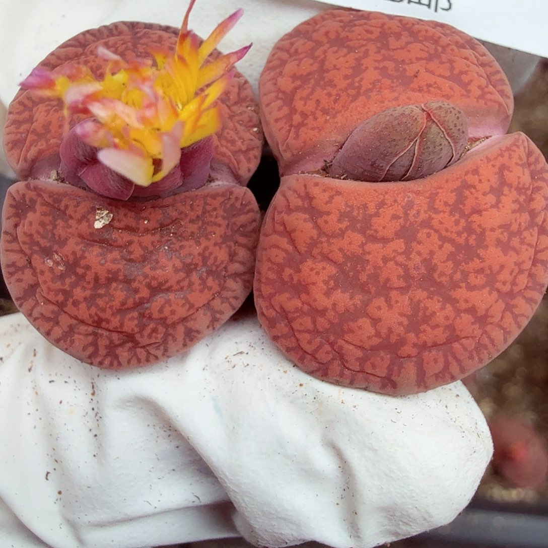 好喜欢你这个造型诶小女孩太718