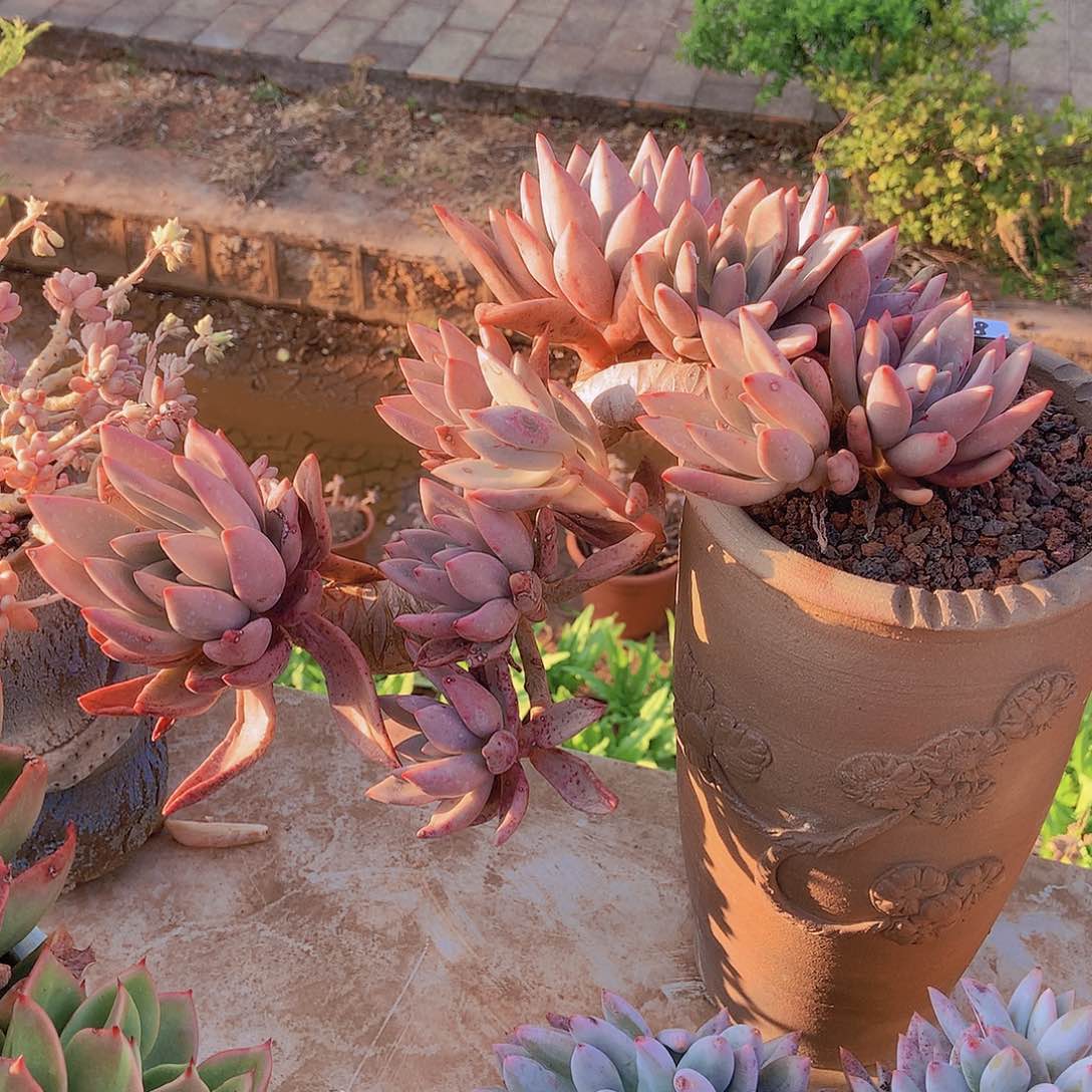 桃花源台子精品晓晓一物一拍