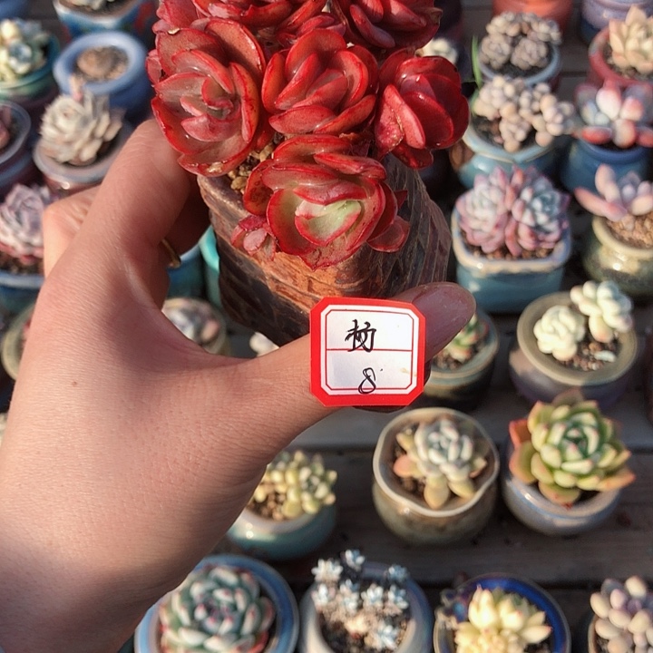 杨                 1个