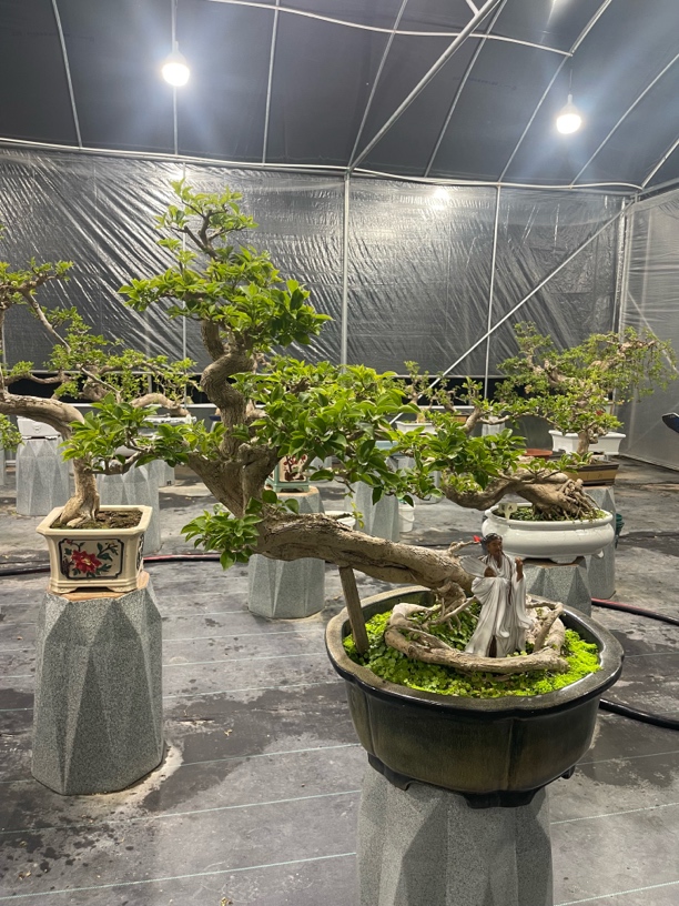 小叶紫年功老桩 庭院阳台摆放 三角梅