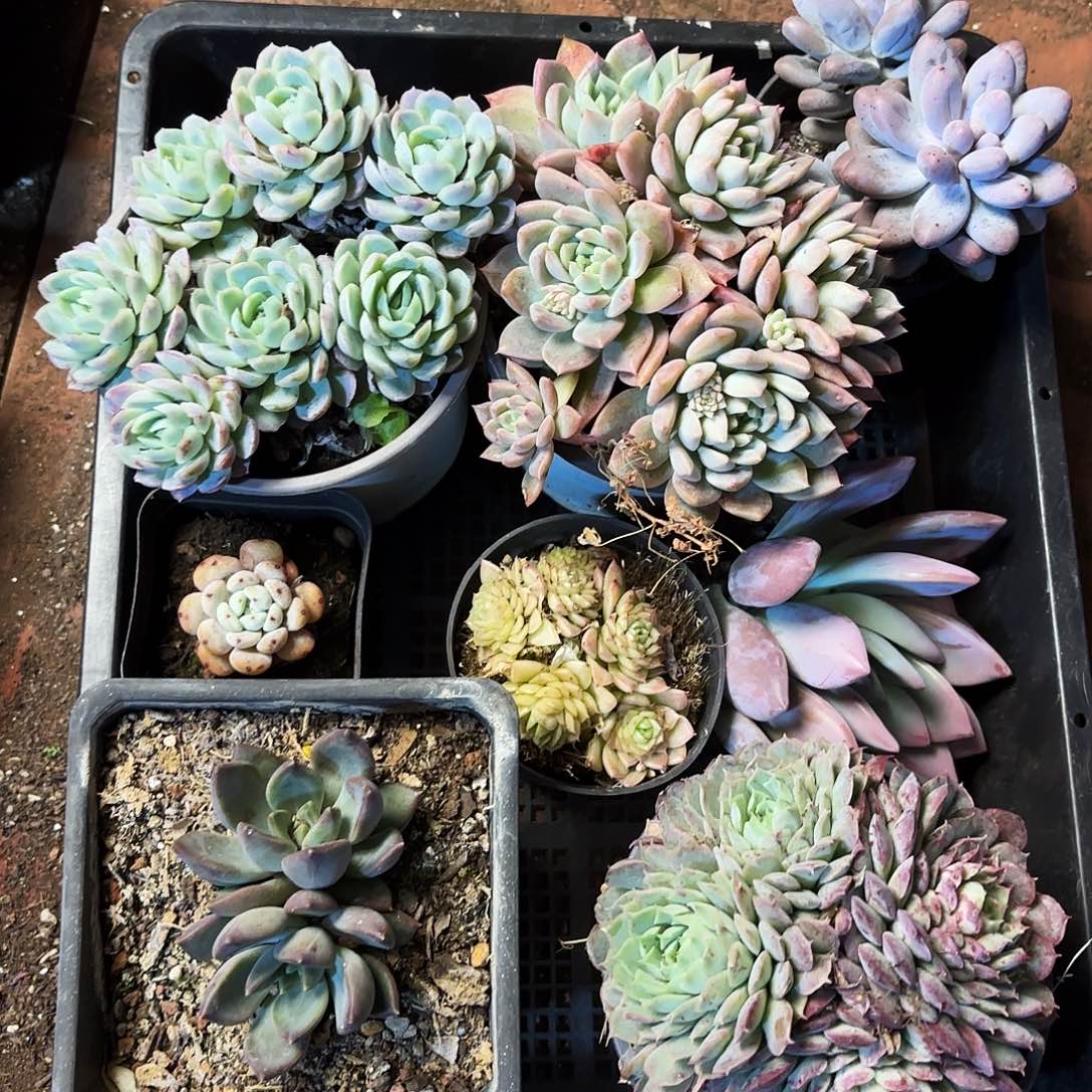 多肉植物空拍252号