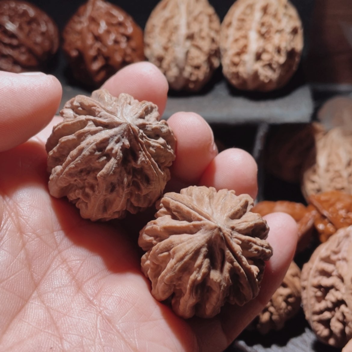 【闪购商品】文玩核桃把件东北楸子28