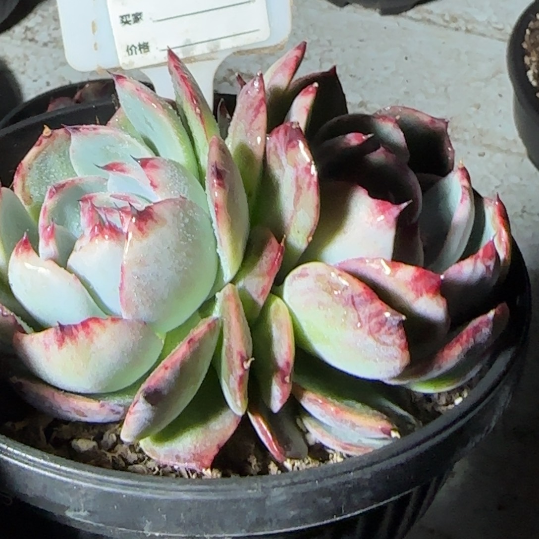 黑红拉丝花脸惊鸿一物一拍包装收缩花旱955