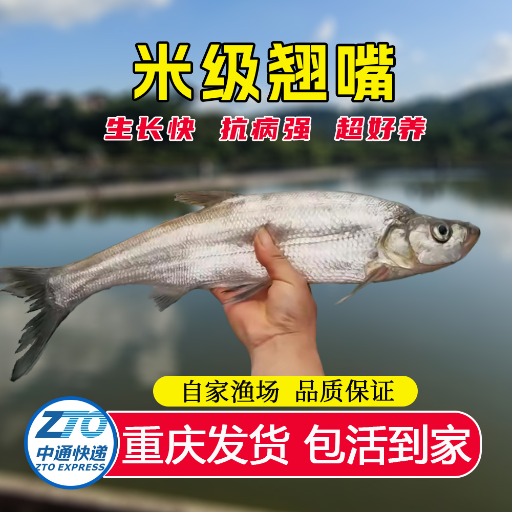 米级翘嘴鱼 淡水养殖食用大翘嘴可观赏