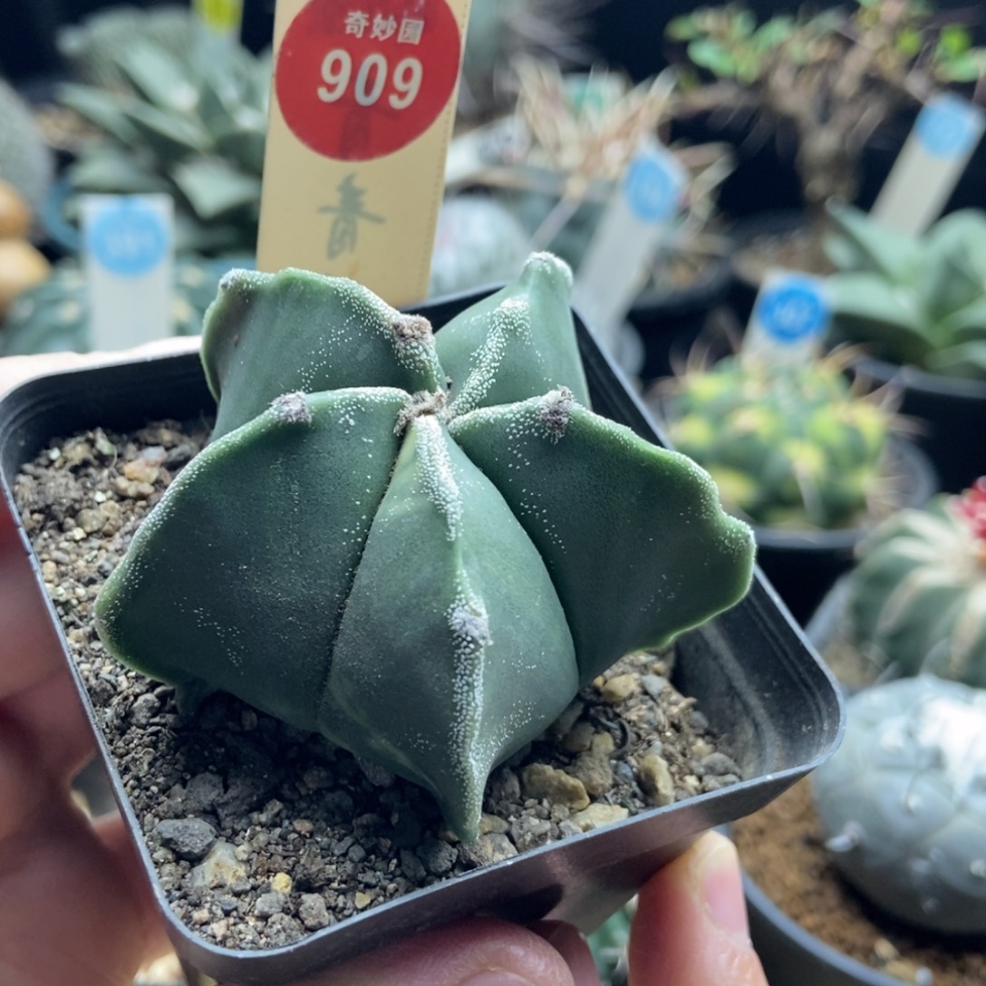 实生银沙鸾凤玉锦一颗仙人球