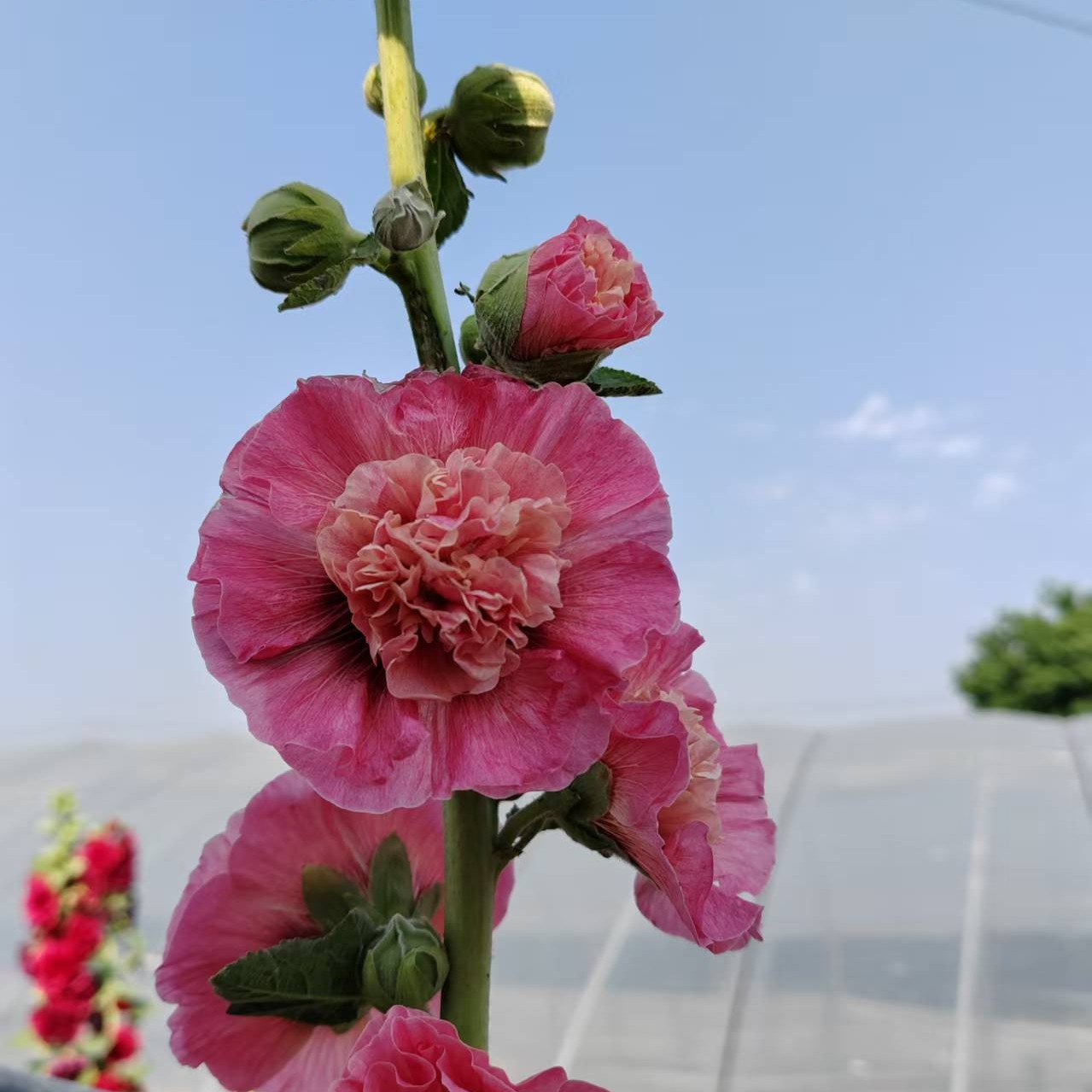 自培育大花重瓣新品蜀葵奶油橙