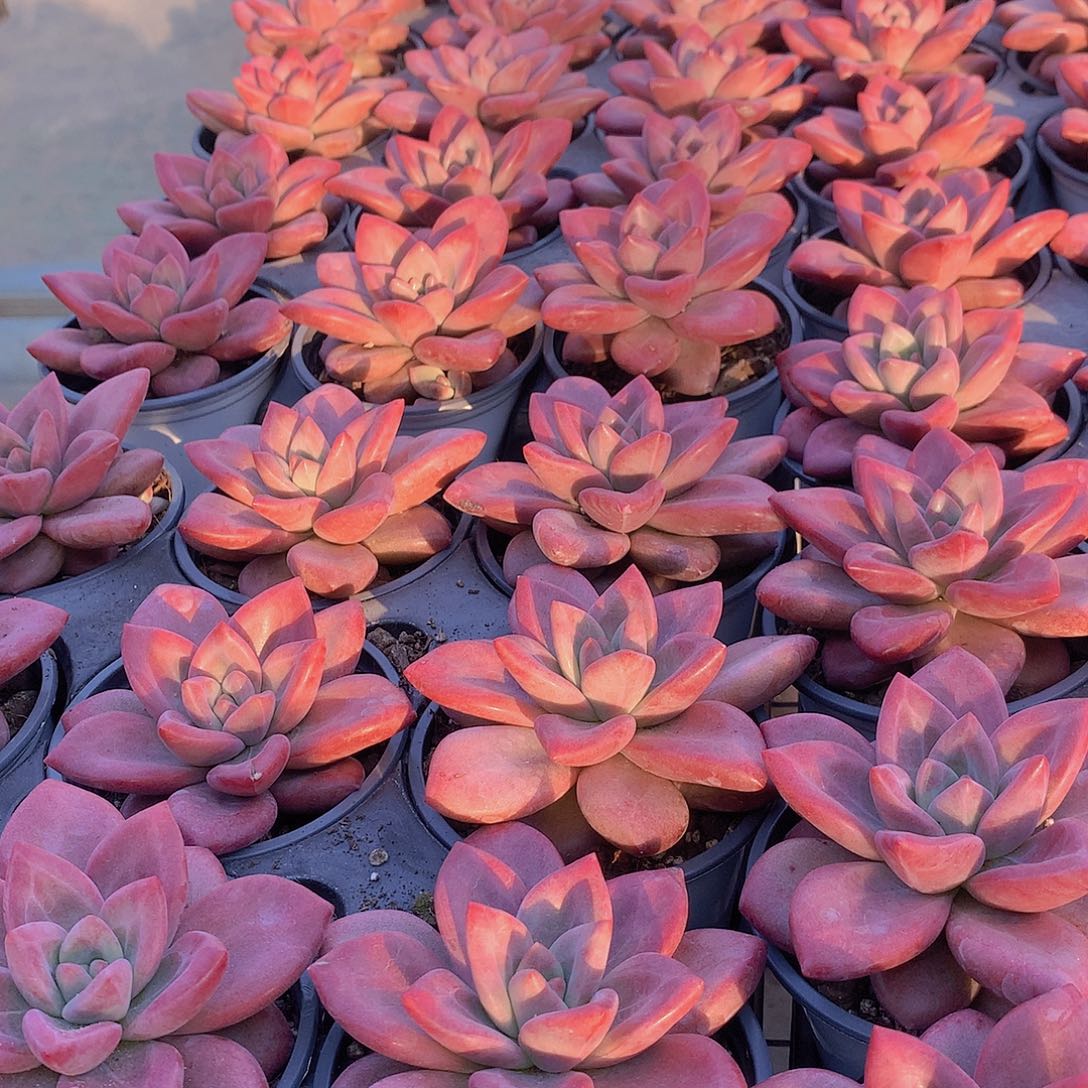 赫菲斯托3466778899999