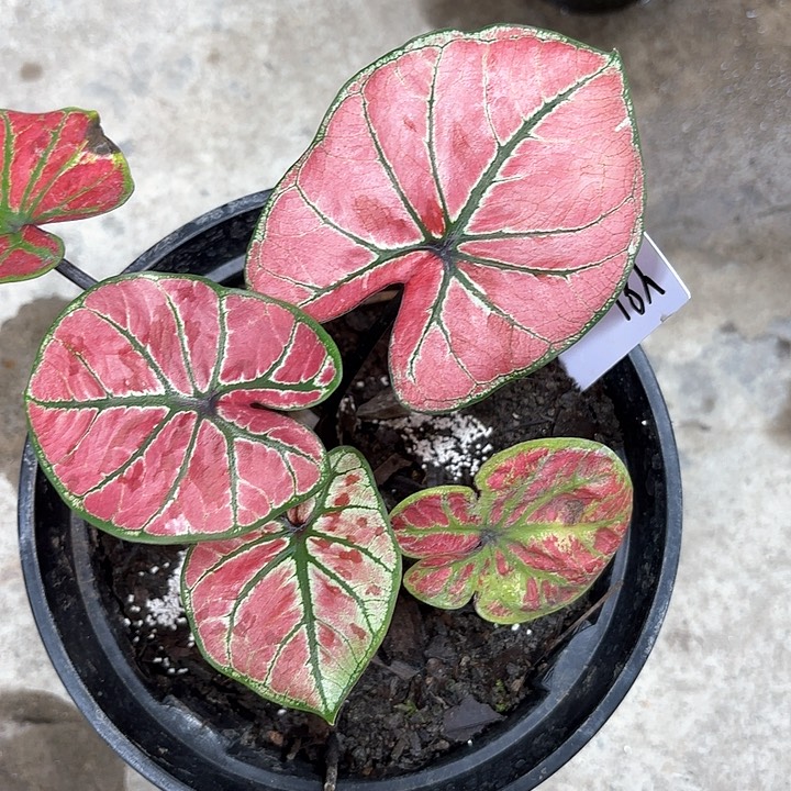 81-0208雅哈哈彩叶芋广东现货