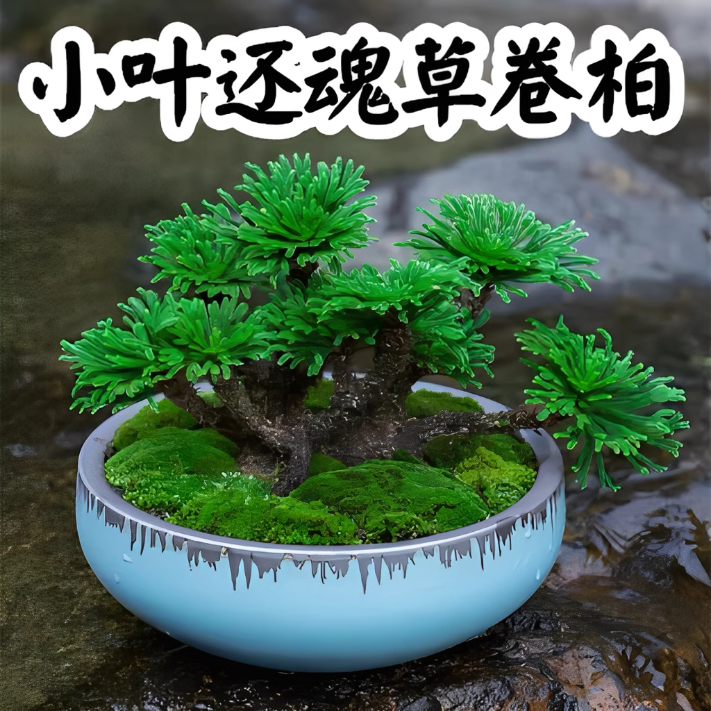 卷柏绿植常青盆栽九死还魂草假山吸水石造景多年树形草本蕨类植物