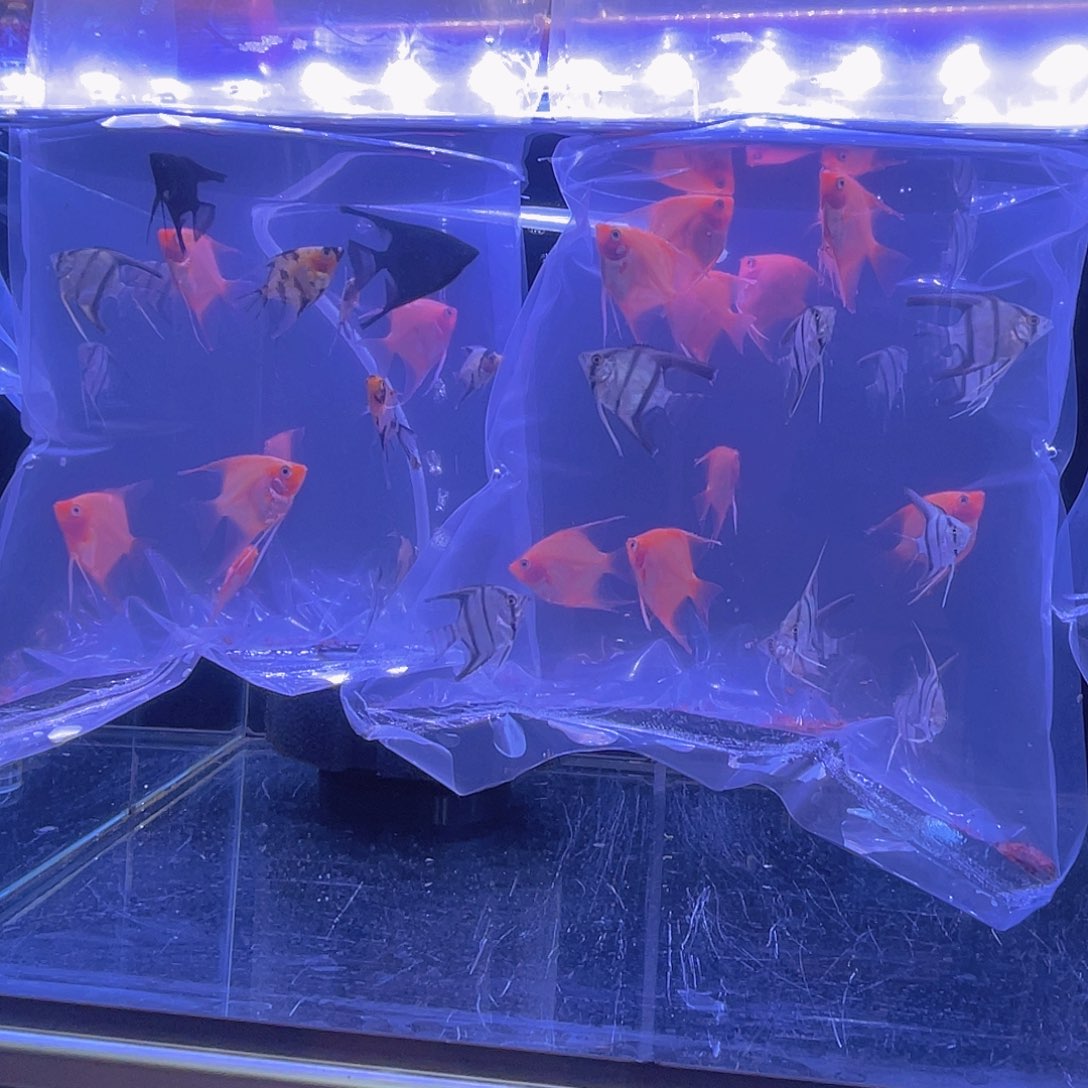 神仙鱼随机6个品种20条鱼现货