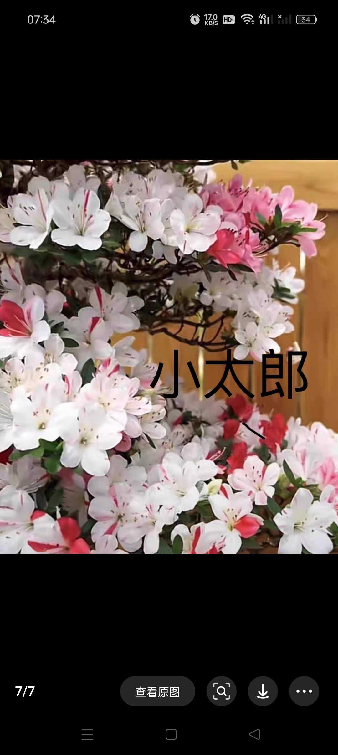 多色杜鹃花小盆栽美观易养室内绿植