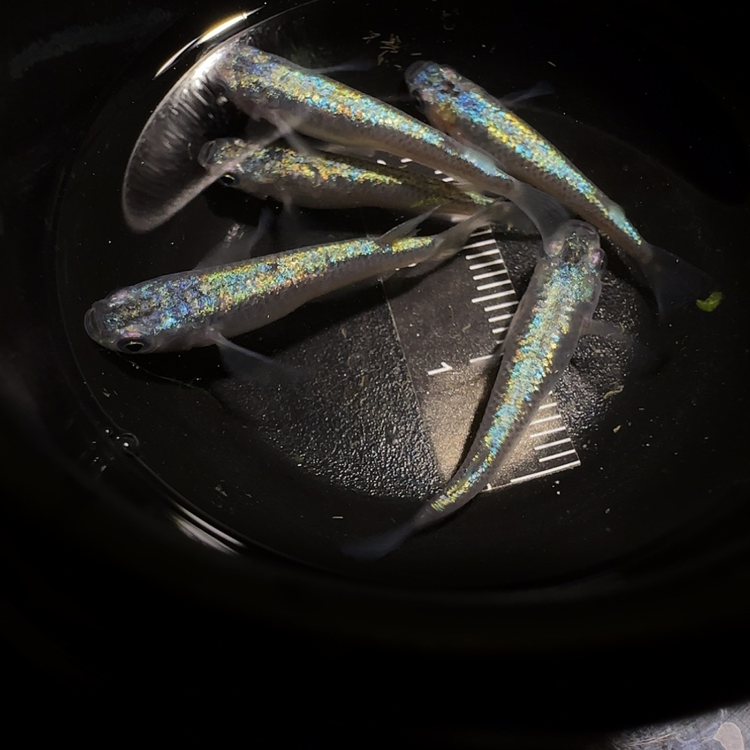 青鳉鱼一物一拍799