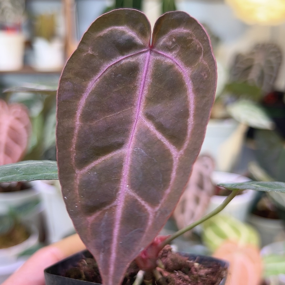 无花朵紫水晶花烛W52