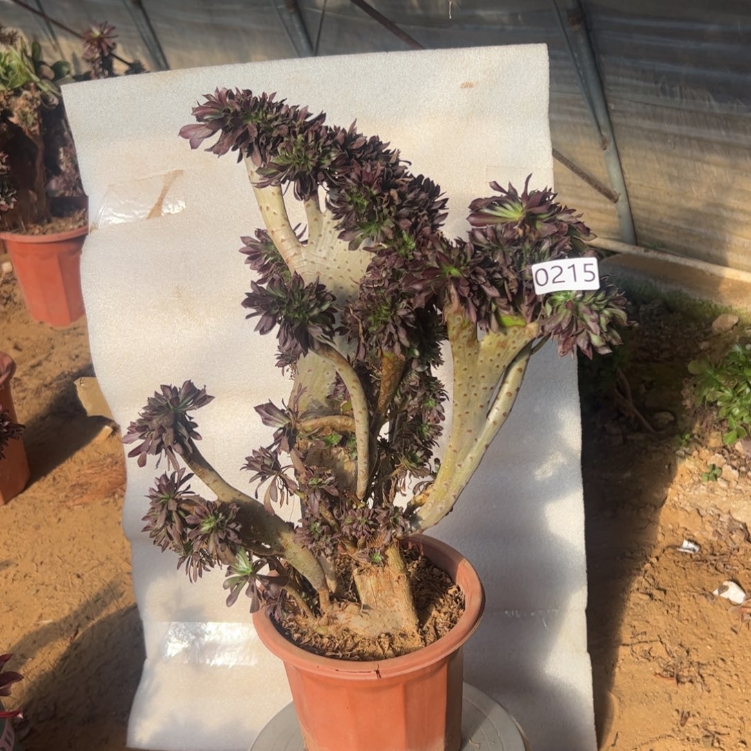 有伤黑缀215高度45