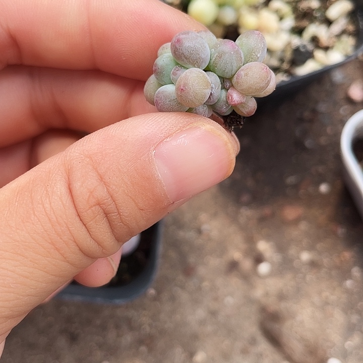 一我一拍满18包邮