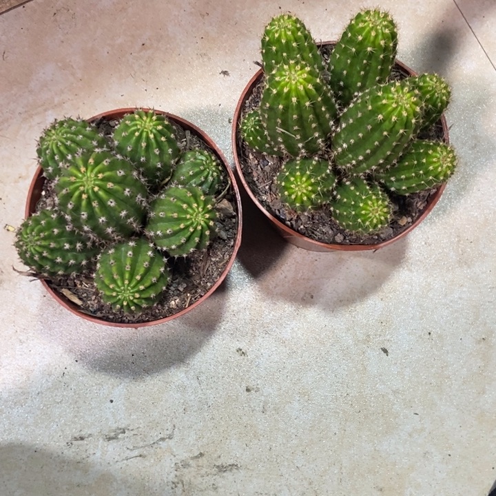 赵***糊仙人球光阴群两盆