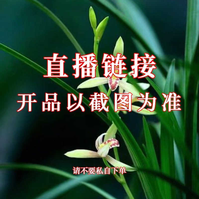 兰馨园兰花草绿植花卉直播 基地发货一物一拍