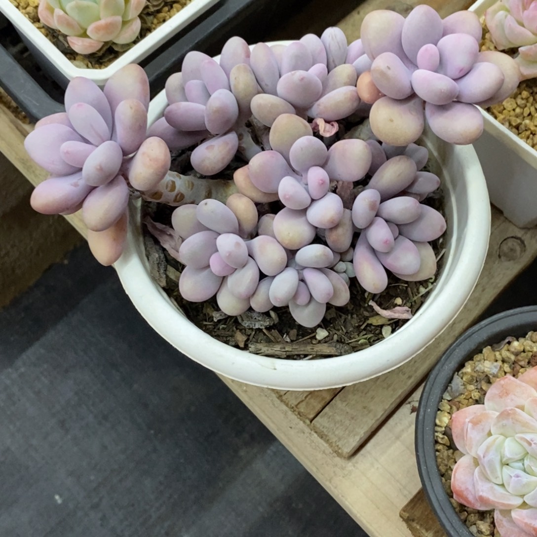 精品肉一物一拍不包整157