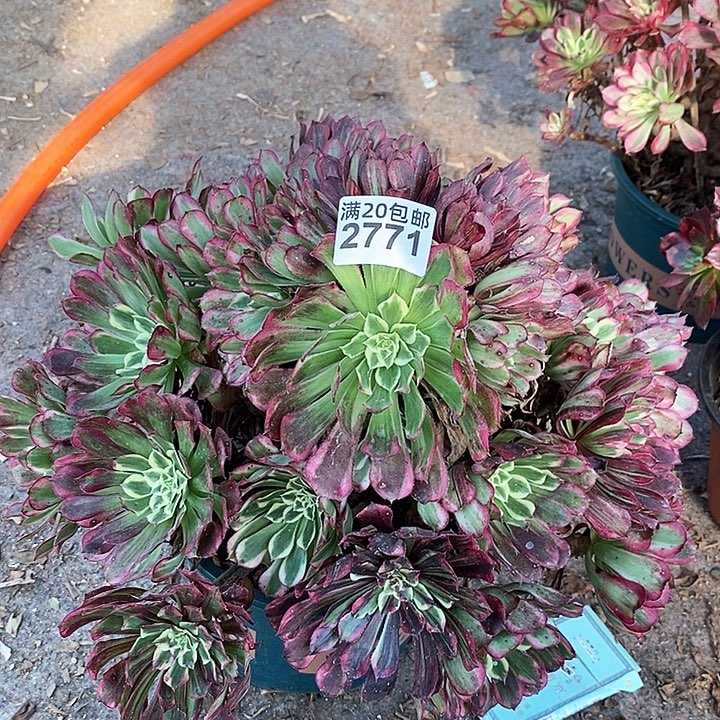 2771 一颗同花顺法师