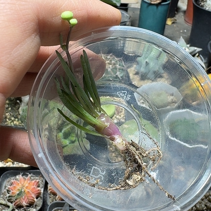 749草莓厚敦菊脱土发货