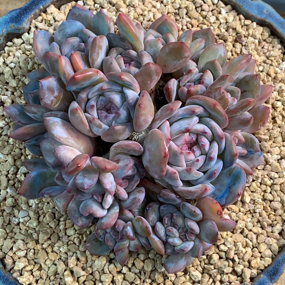 S3215 星影石榴籽 朵朵缀 16cm