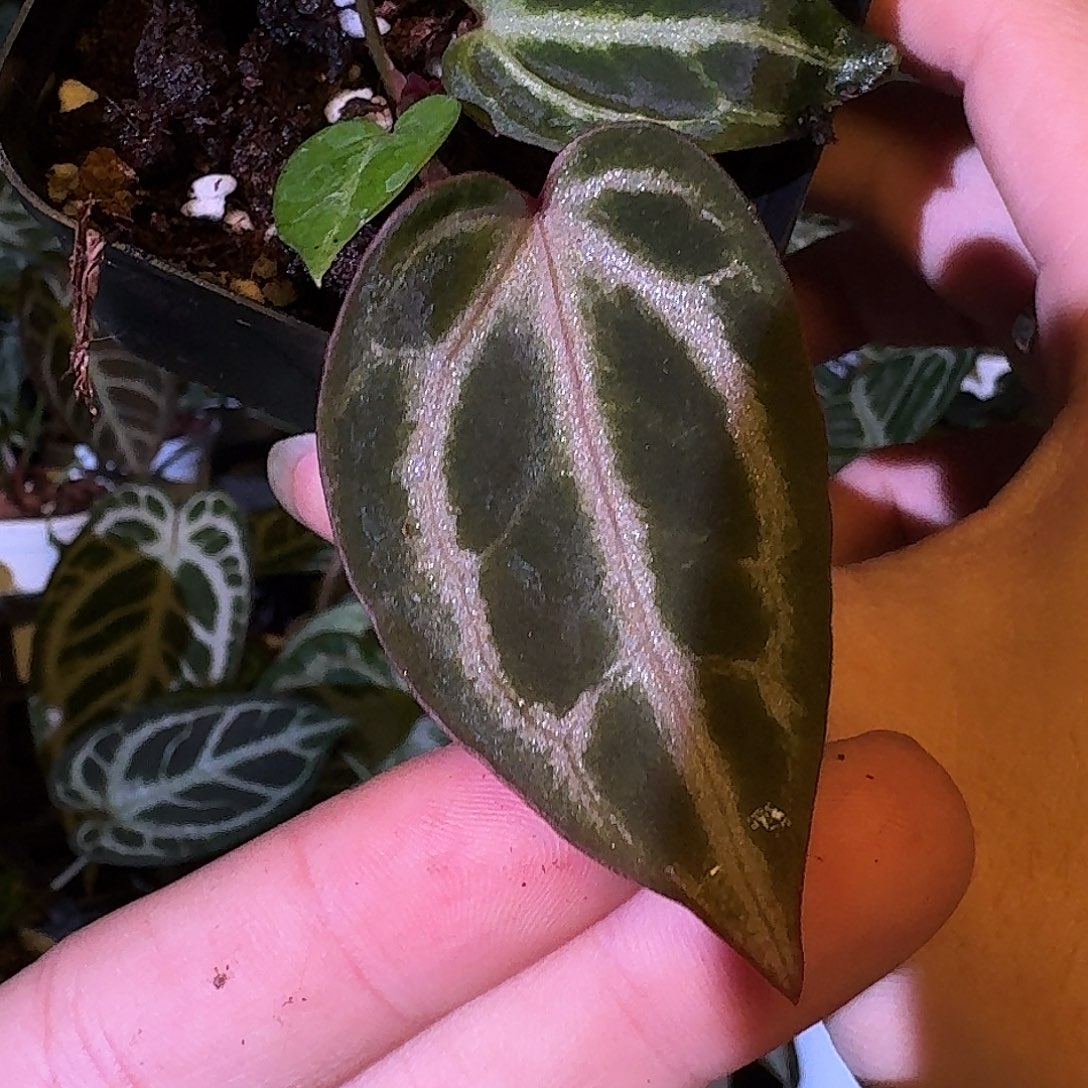 不开花植物银虎红D184