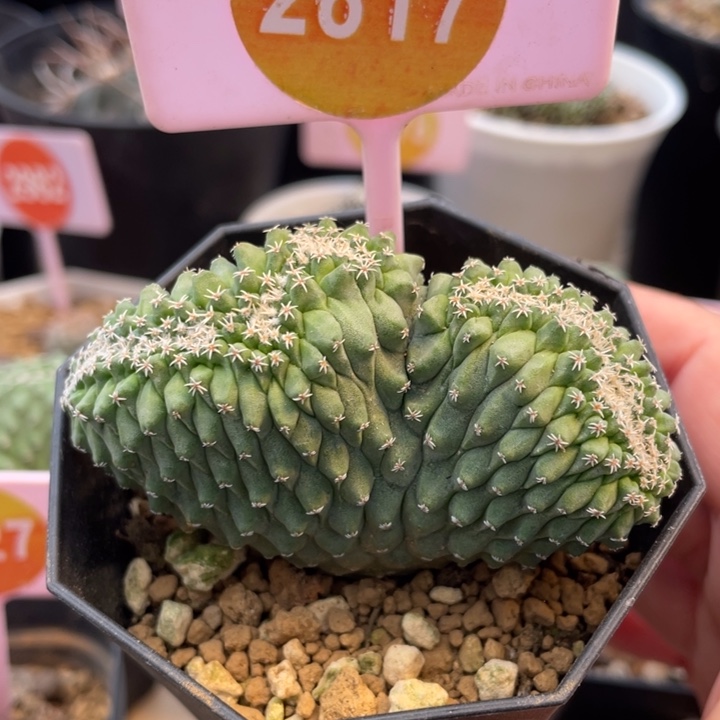 实生菊水缀一棵2817
