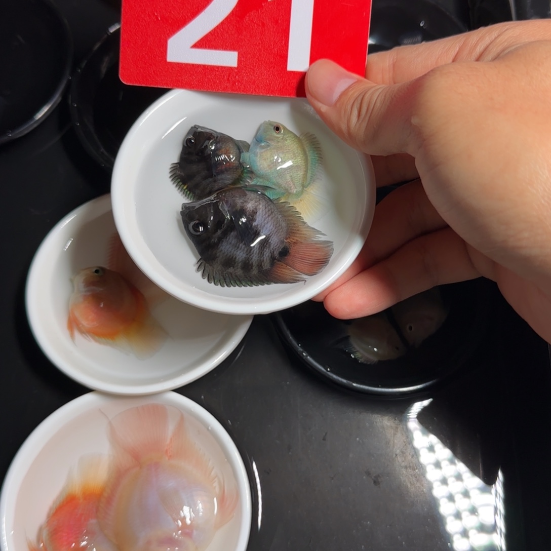 鹦鹉鱼迷你鹦鹉鱼 21