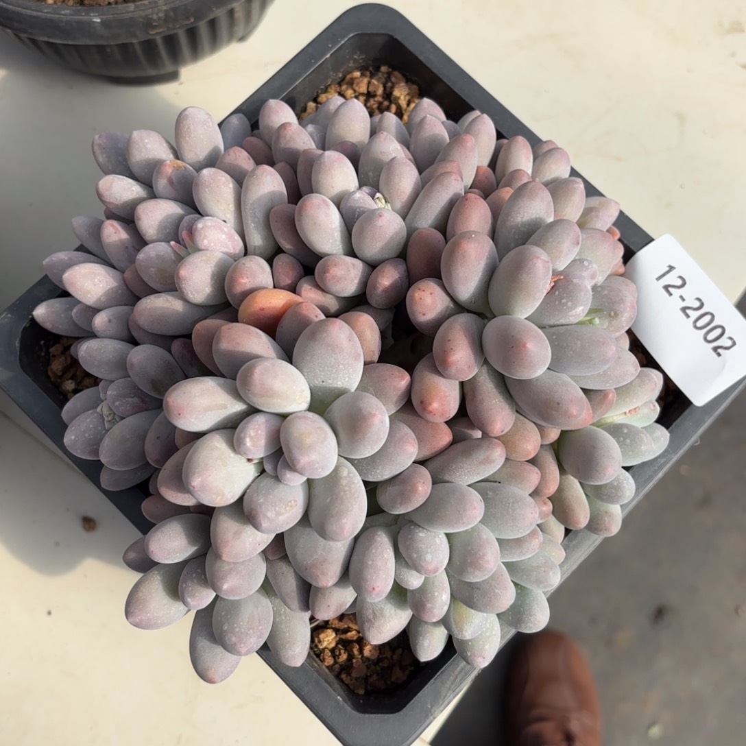 2002汤圆多肉植物