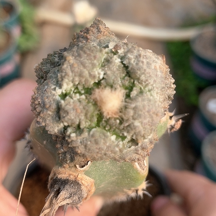 仙人球菜花袖浦接238满39包邮