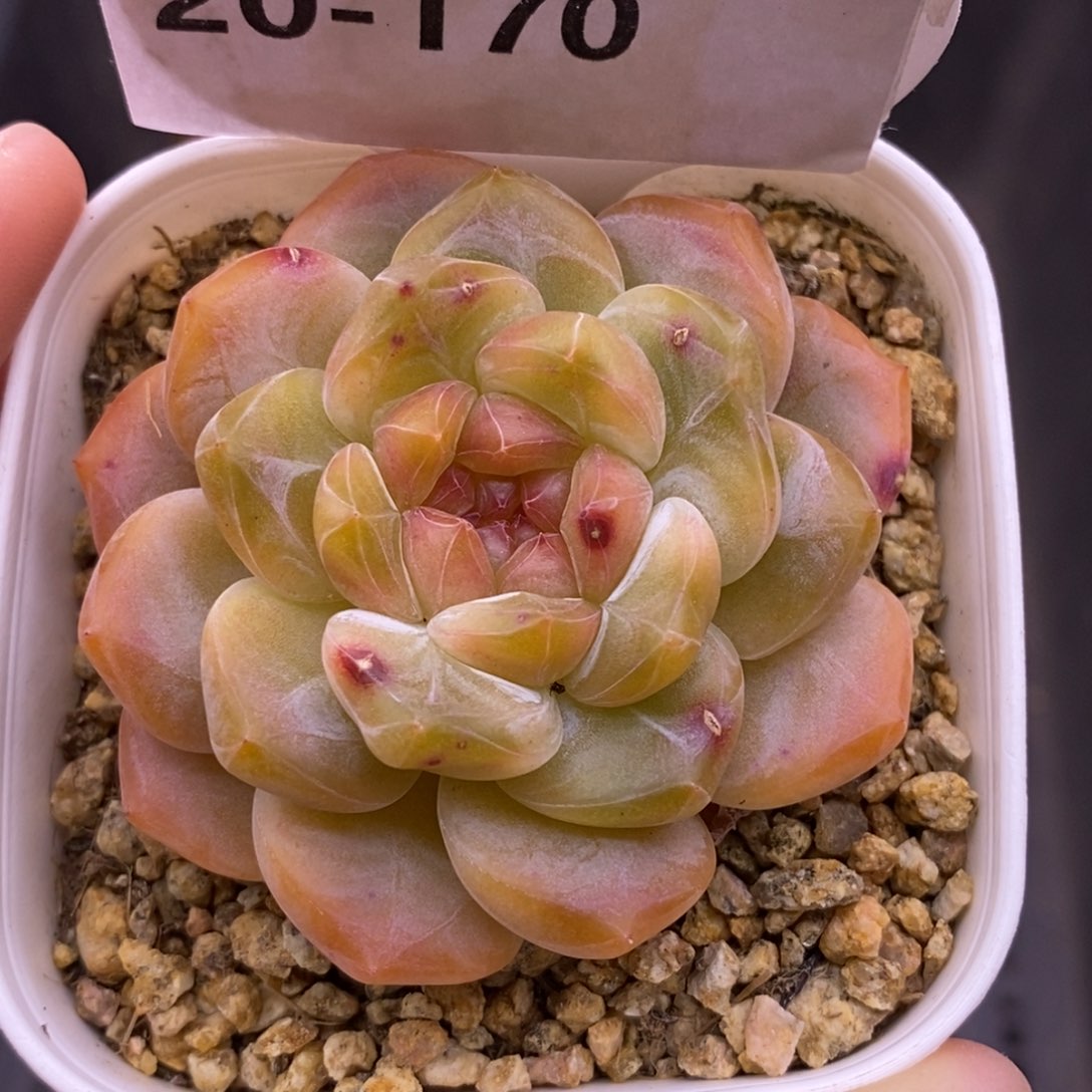 【闪购商品】20-170