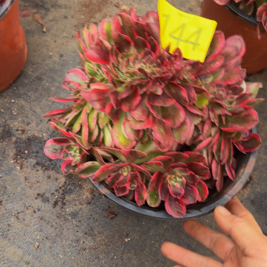 哈哈多肉植物多肉植物