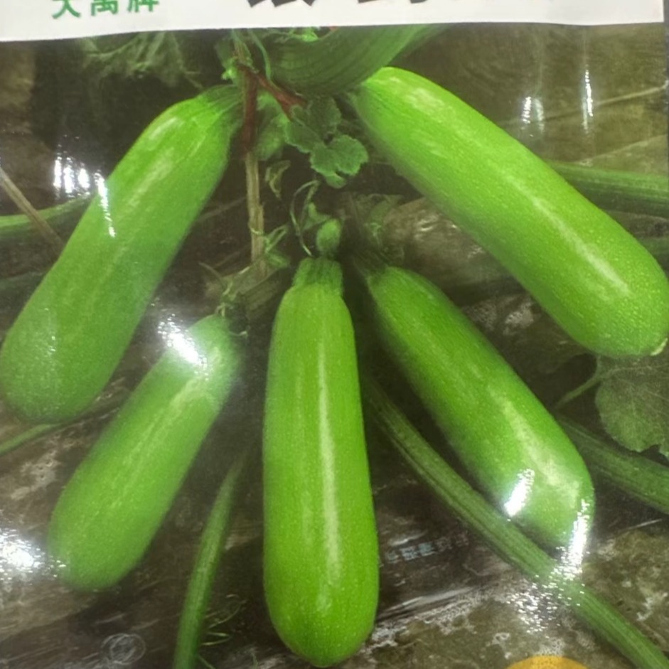 银剑西葫芦种子角瓜籽