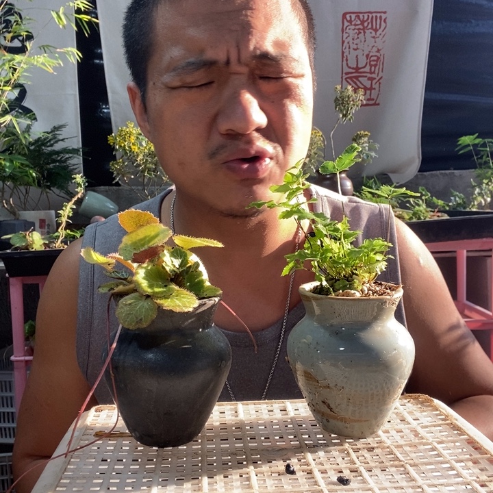 以实际为准盆景绿植盆栽67