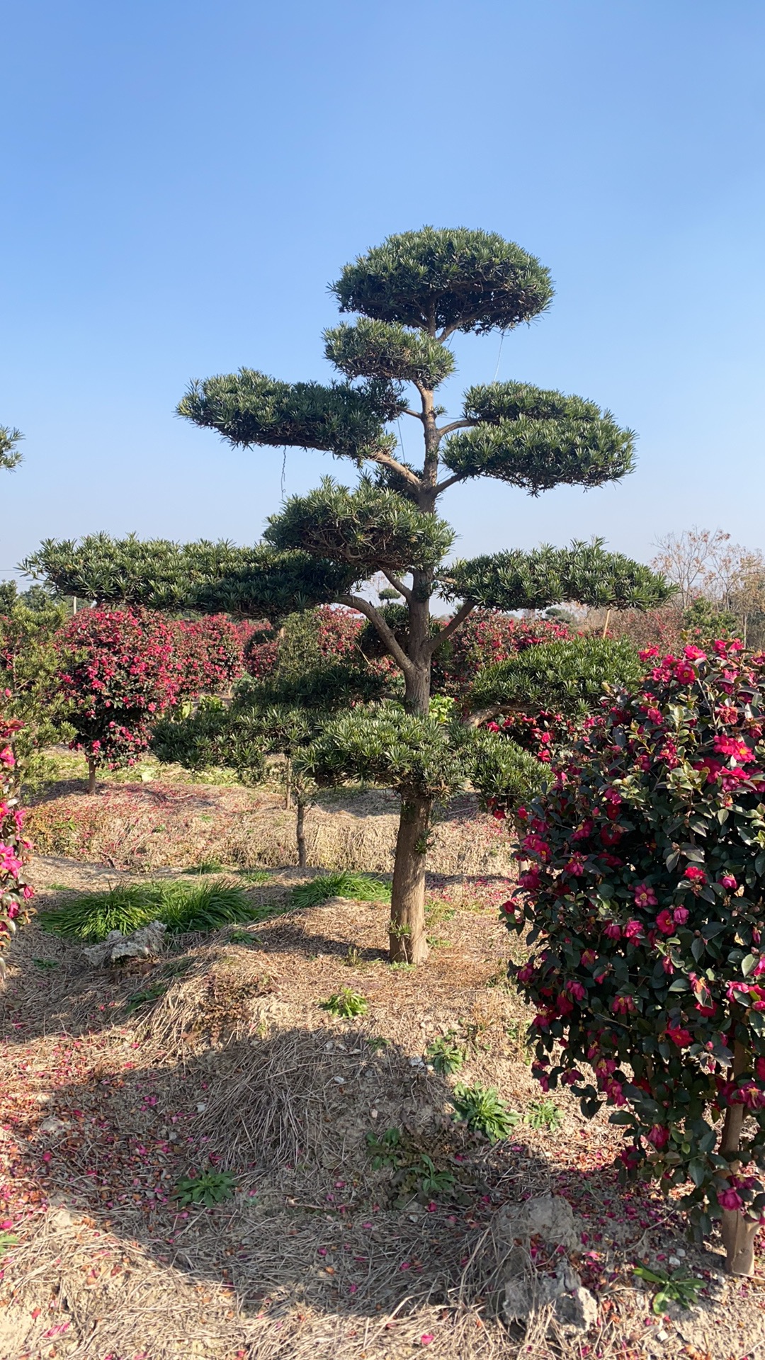 一手货源罗汉松精品地栽盆栽 品种齐全 造型美观 直播间选树