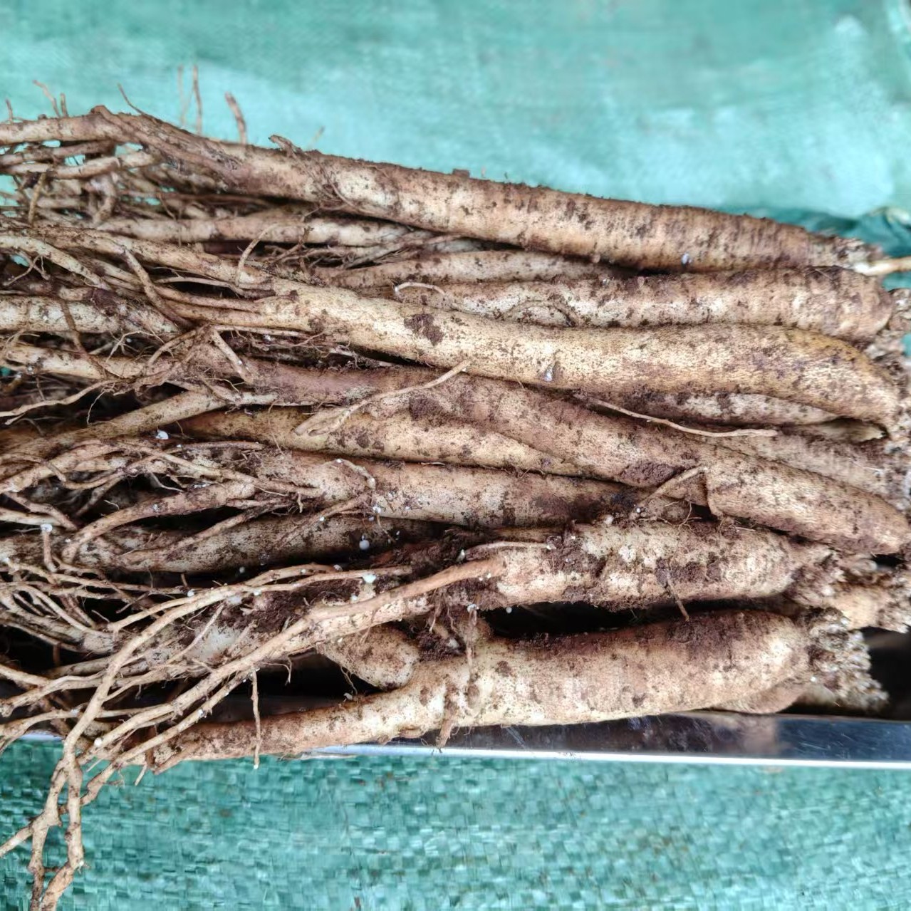 黄党参（鲜货小条）500g