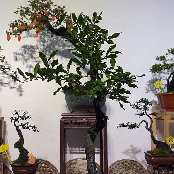 完全开放金弹子原生