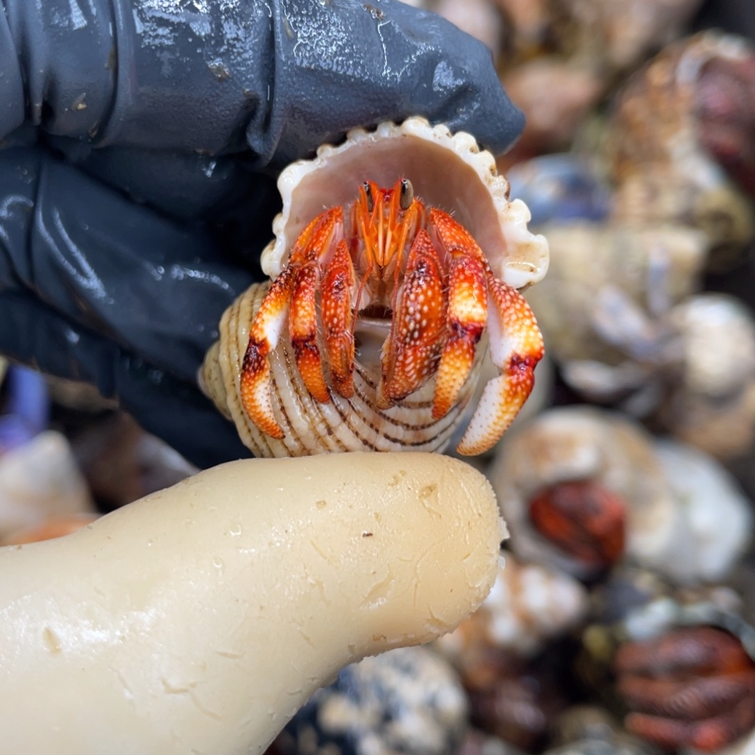 不退不换活体宠物22