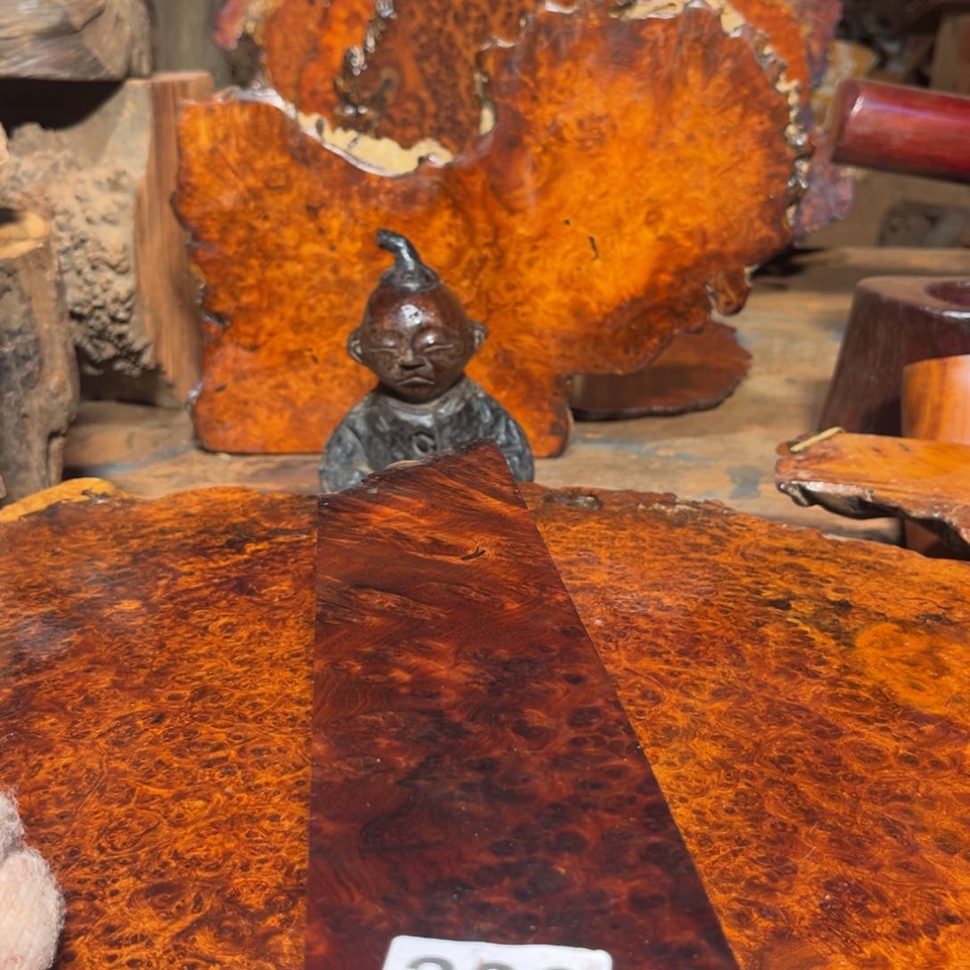 大果紫檀（缅甸花梨）