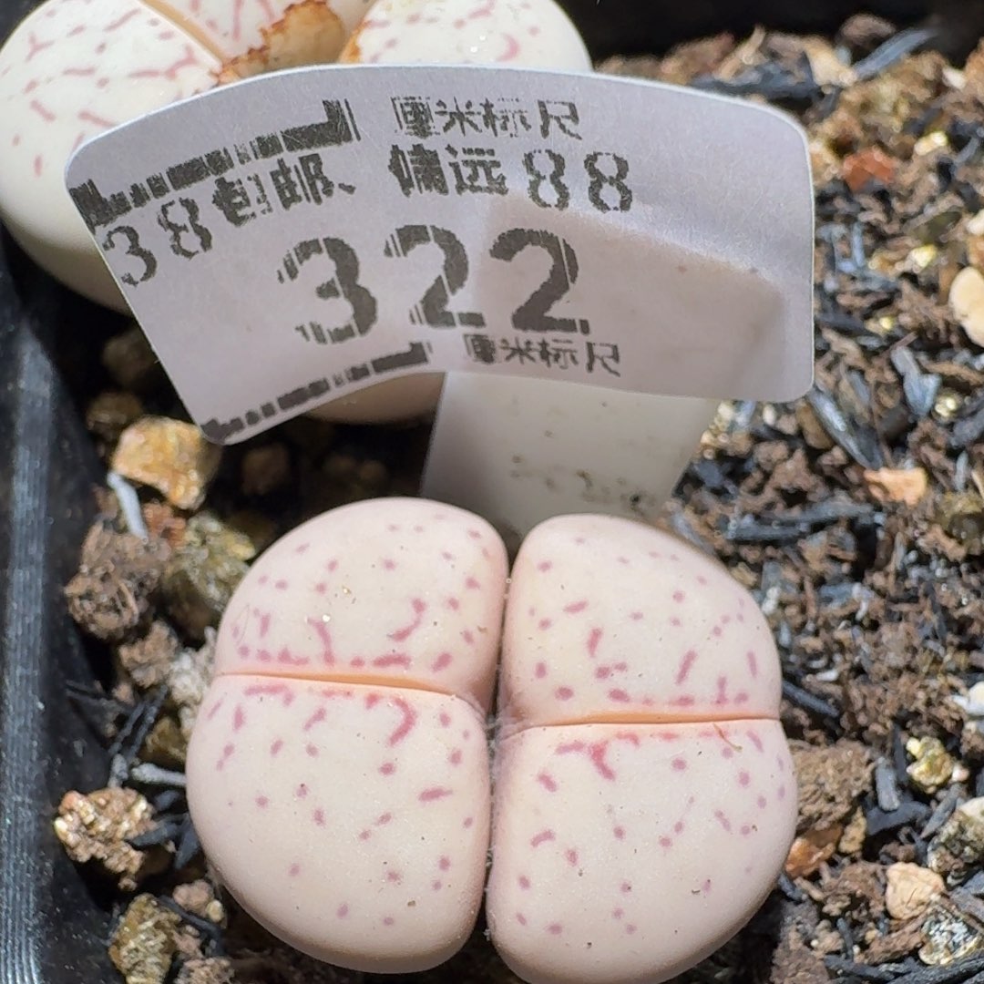 Zzzz生石花肉锥322